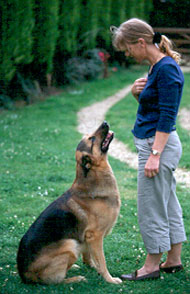 Clicker training for dogs